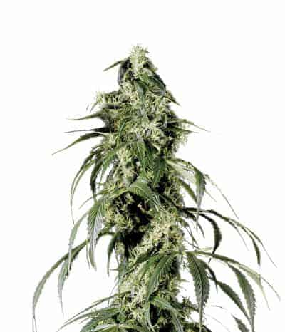 Green House Seeds Arjan's Haze #1 Фотопериодные семена конопли