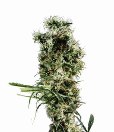 Arjan's Haze #2 Фотопериодная семена конопли