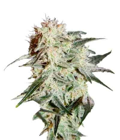 Arjan's Strawberry Haze Фотопериодный семена конопли