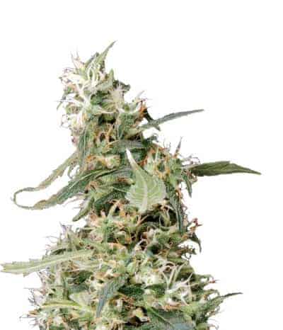 Green House Seeds Arjan's Ultra Haze #1 фотопериодный семена конопли