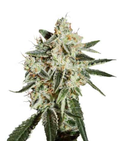 Cheese Фотопериодные семена конопли