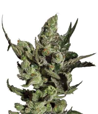 Exodus Cheese фотопериодные семена конопли