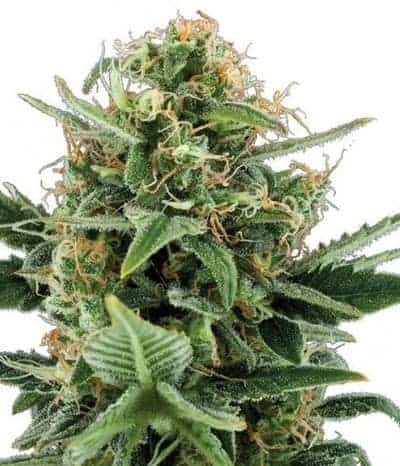 Jack Herer Auto автоцветущие семена конопли — фото 2