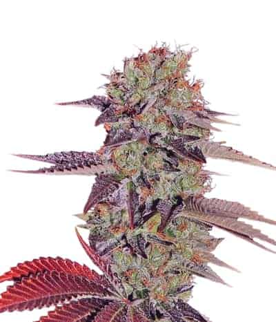 King's Kush Auto Автоцветущие феминизированные семена конопли