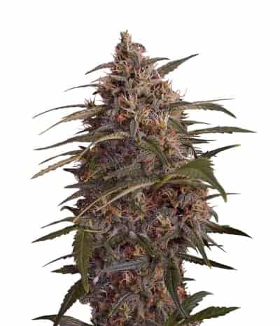 Dinafem Moby Dick Фотопериодные феминизированные семена конопли