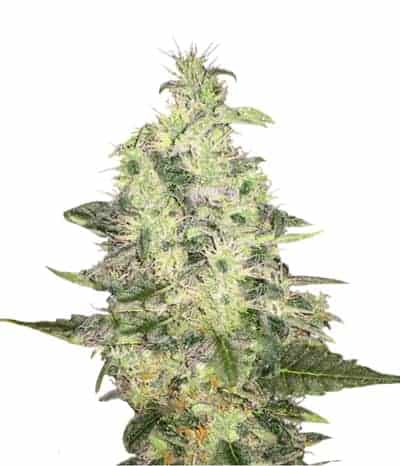 Pure Kush фотопериодные семена конопли