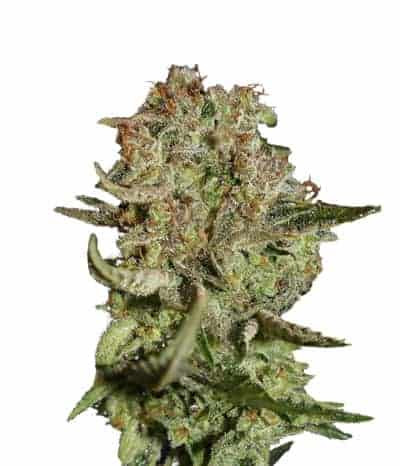 Super Bud фотопериодные семена конопли