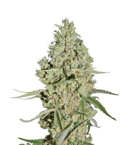 Green House Seeds Super Critical фотопериодные феминизированные семена конопли