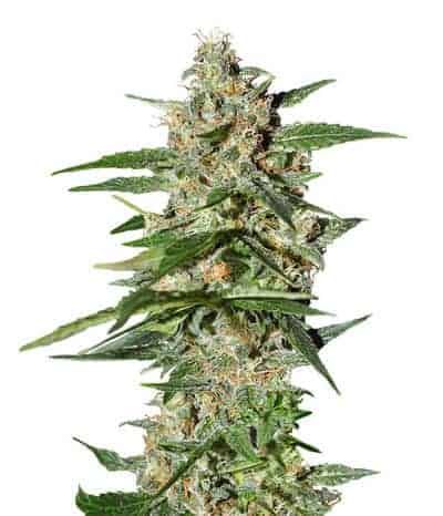 Super Lemon Haze Auto Автофеминизированные семена конопли — фото 2