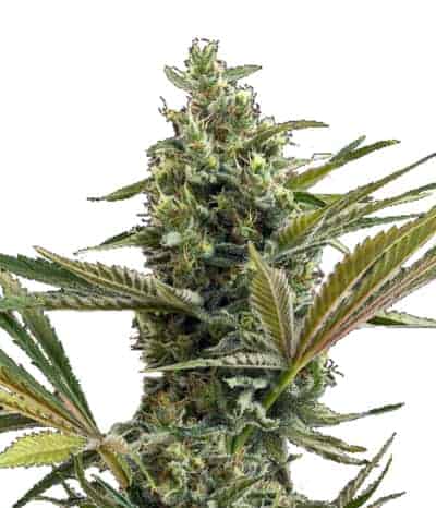 Super Lemon Haze CBD Auto автоцветущие феминизированные семена конопли