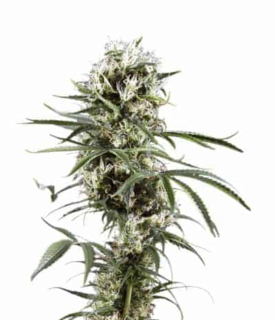 Green House Seeds Super Lemon Haze Феминизированные фотопериодные семена конопли