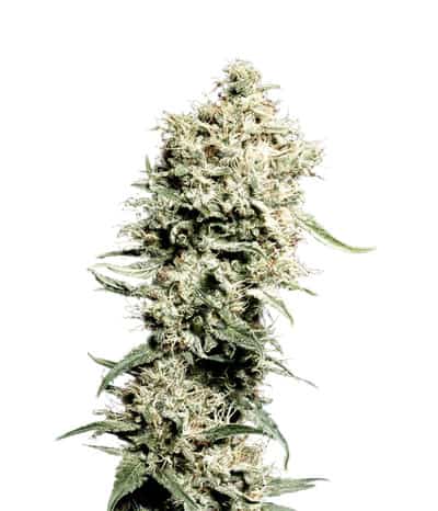 White Rhino Фотопериодные семена конопли