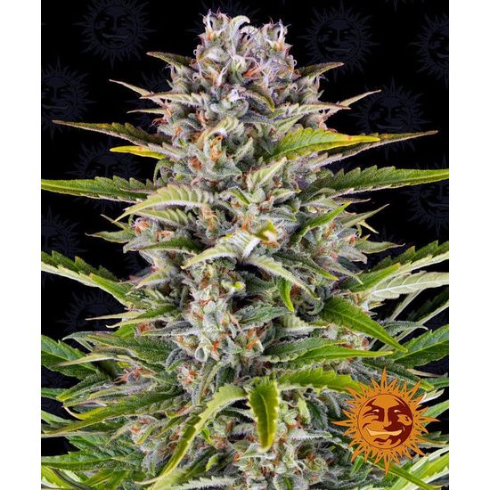 Gorilla Zkittlez Auto Автоцветущие семена конопли