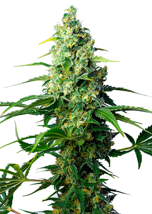 Sweet Seeds Honey Peach Auto CBD автофеминизированные семена конопли