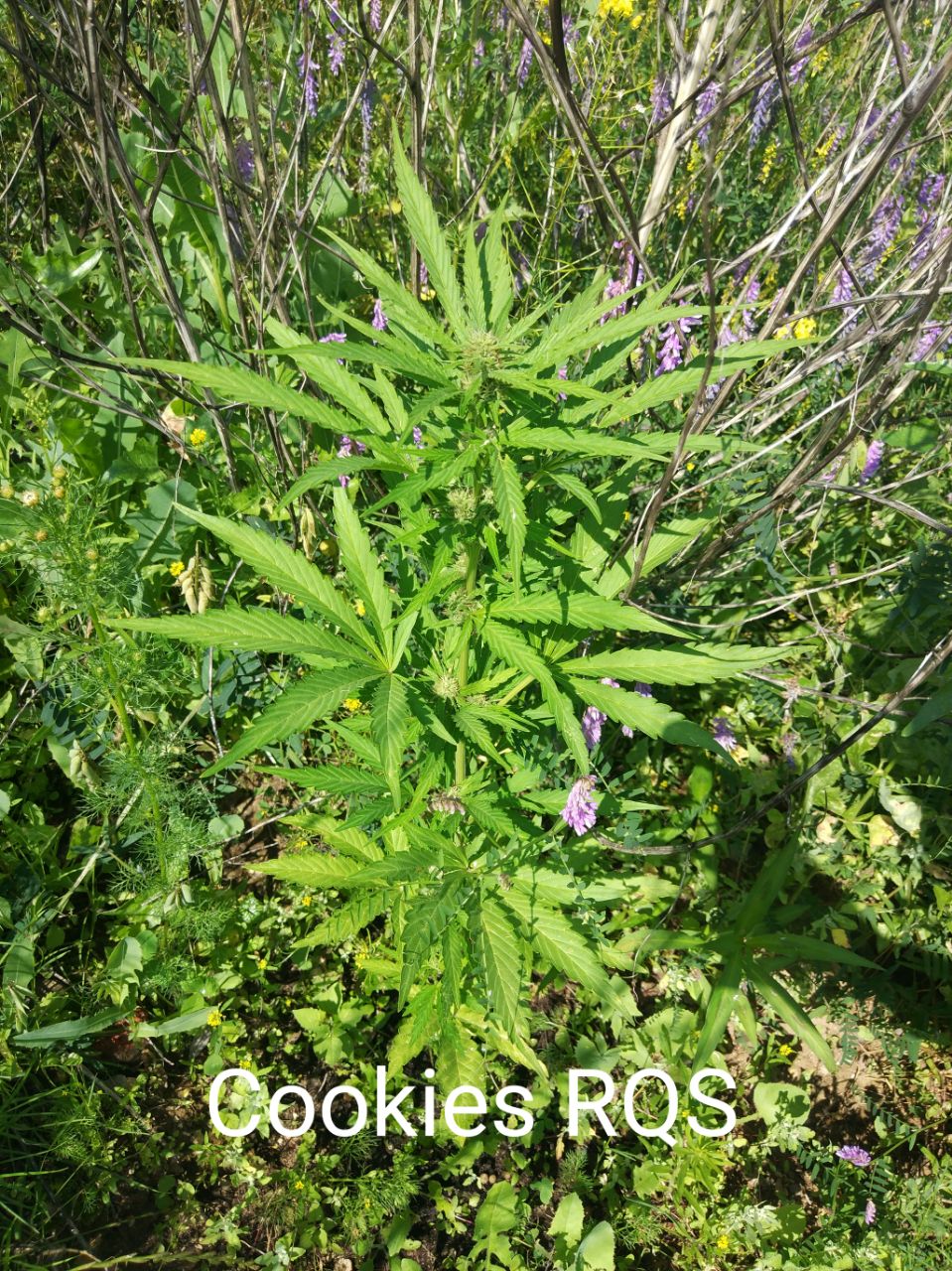 Royal Queen Seeds Royal Cookies Automatic Автофеминизированные семена конопли — фото 2