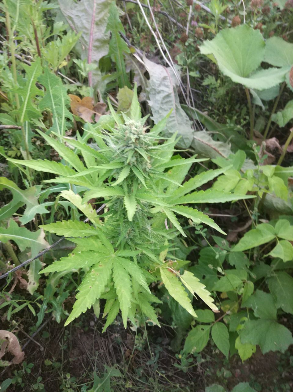 Sugar Black Rose Auto Автофеминизированные семена конопли — фото 3