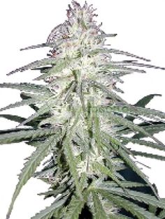Sweet Seeds Indigo Berry Kush фотопериодные семена конопли