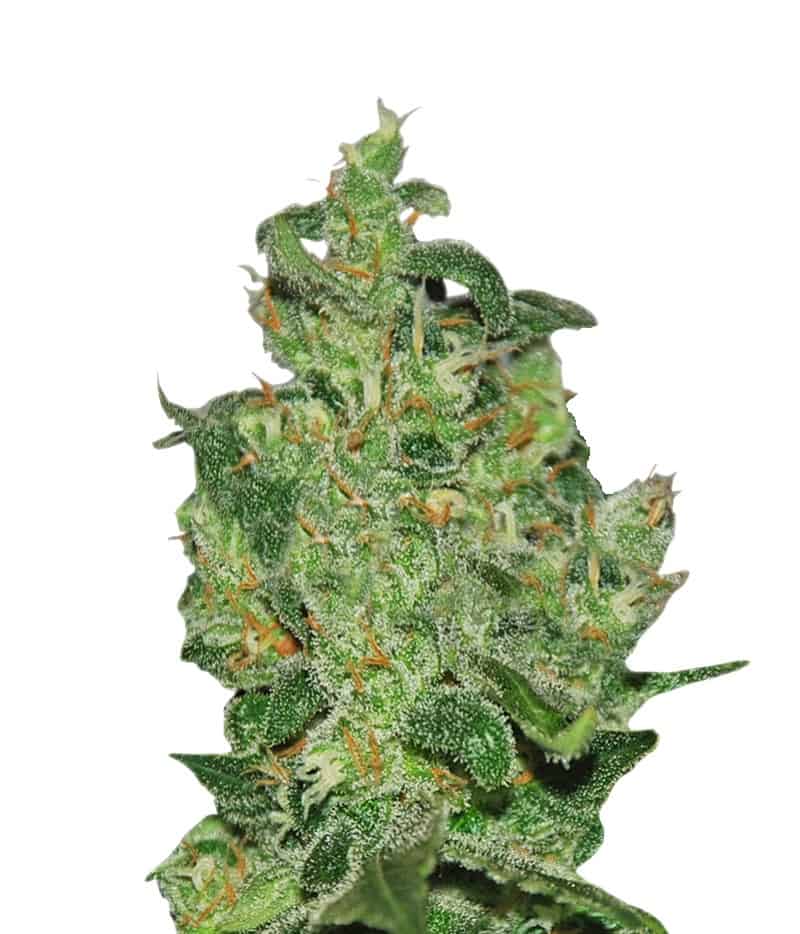 Critical Jack Herer Auto автофеминизированные семена конопли