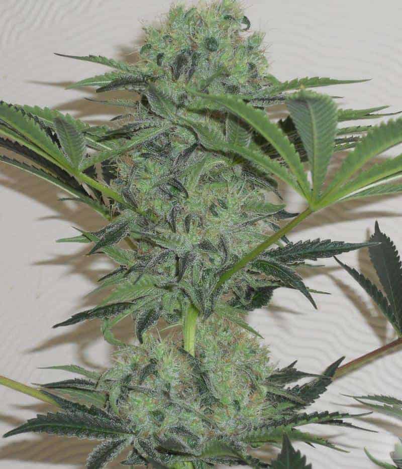 Dutch Passion Jorge's Diamonds #1 фотопериодные семена конопли — фото 3