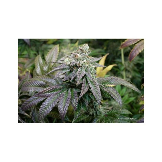 Kerosene Krash Феминизированные фотопериодные семена конопли — фото 2