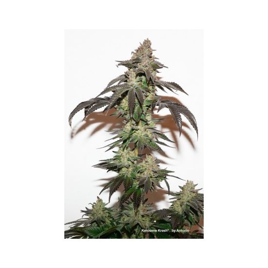 Kerosene Krash Феминизированные фотопериодные семена конопли — фото 3