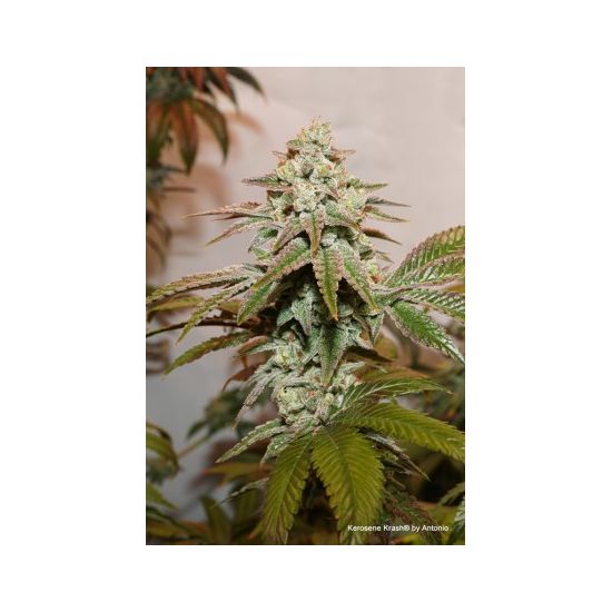 Kerosene Krash Феминизированные фотопериодные семена конопли — фото 4