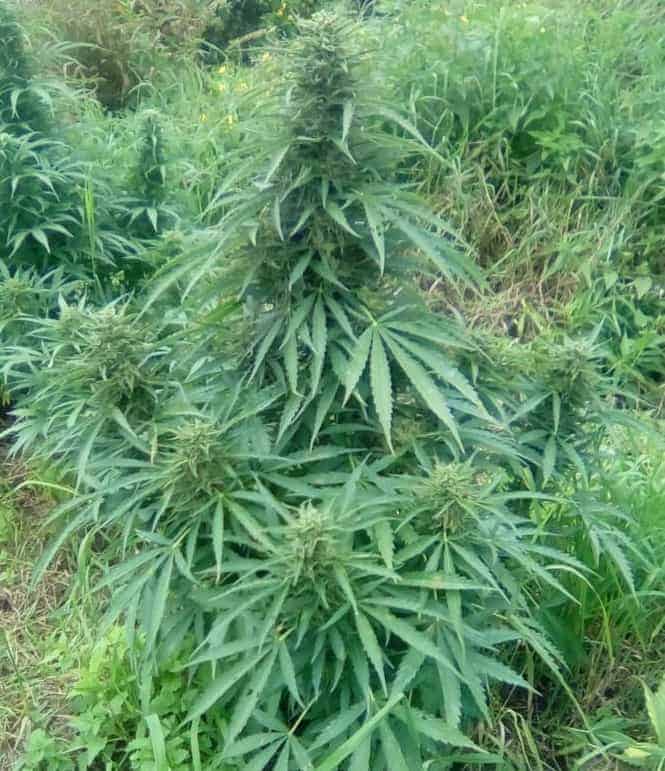 Auto Colorado Cookies Автоцветущие феминизированные семена конопли — фото 2