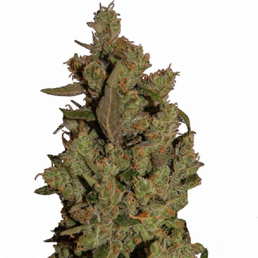 Barney's Farm CBD Critical Cure фотопериодные семена конопли