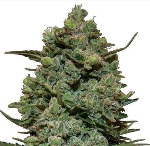 Cookies Kush Фотопериодные семена конопли