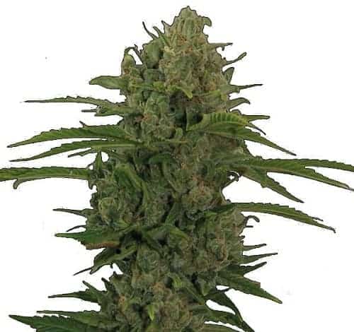 Auto Critical Kush Автоцветущие семена конопли