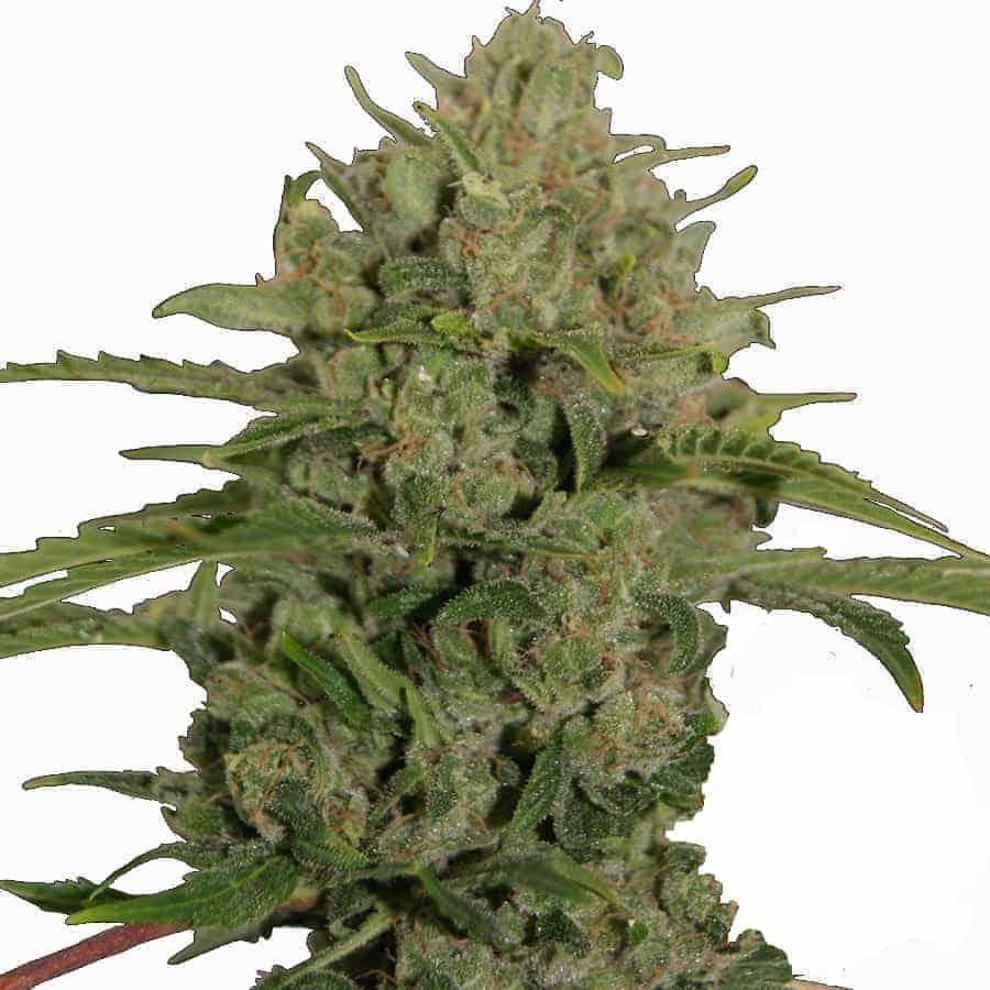 Triple Cheese фотопериодные семена конопли