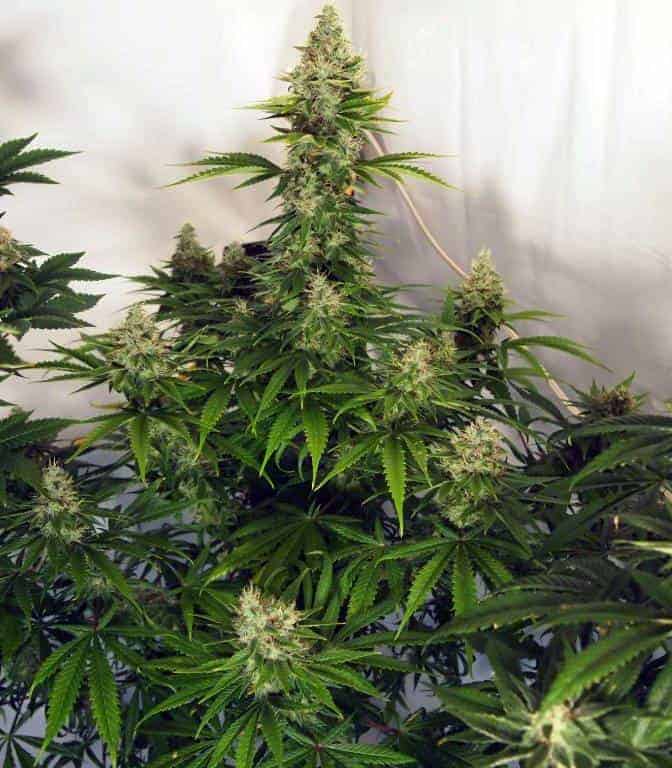 Liberty Haze фотопериодные семена конопли — фото 3