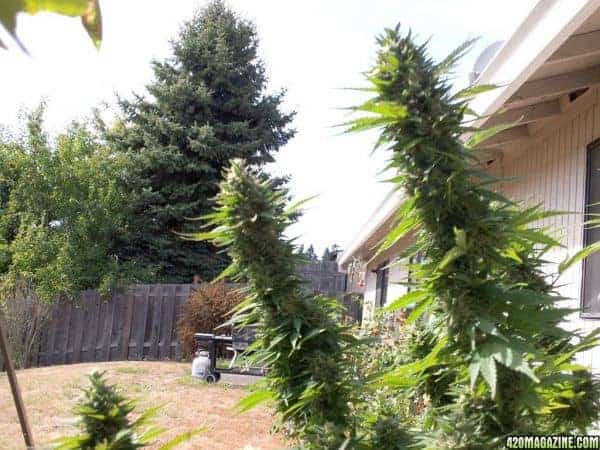 Barney's Farm L.S.D. Фотопериодные семена конопли — фото 4