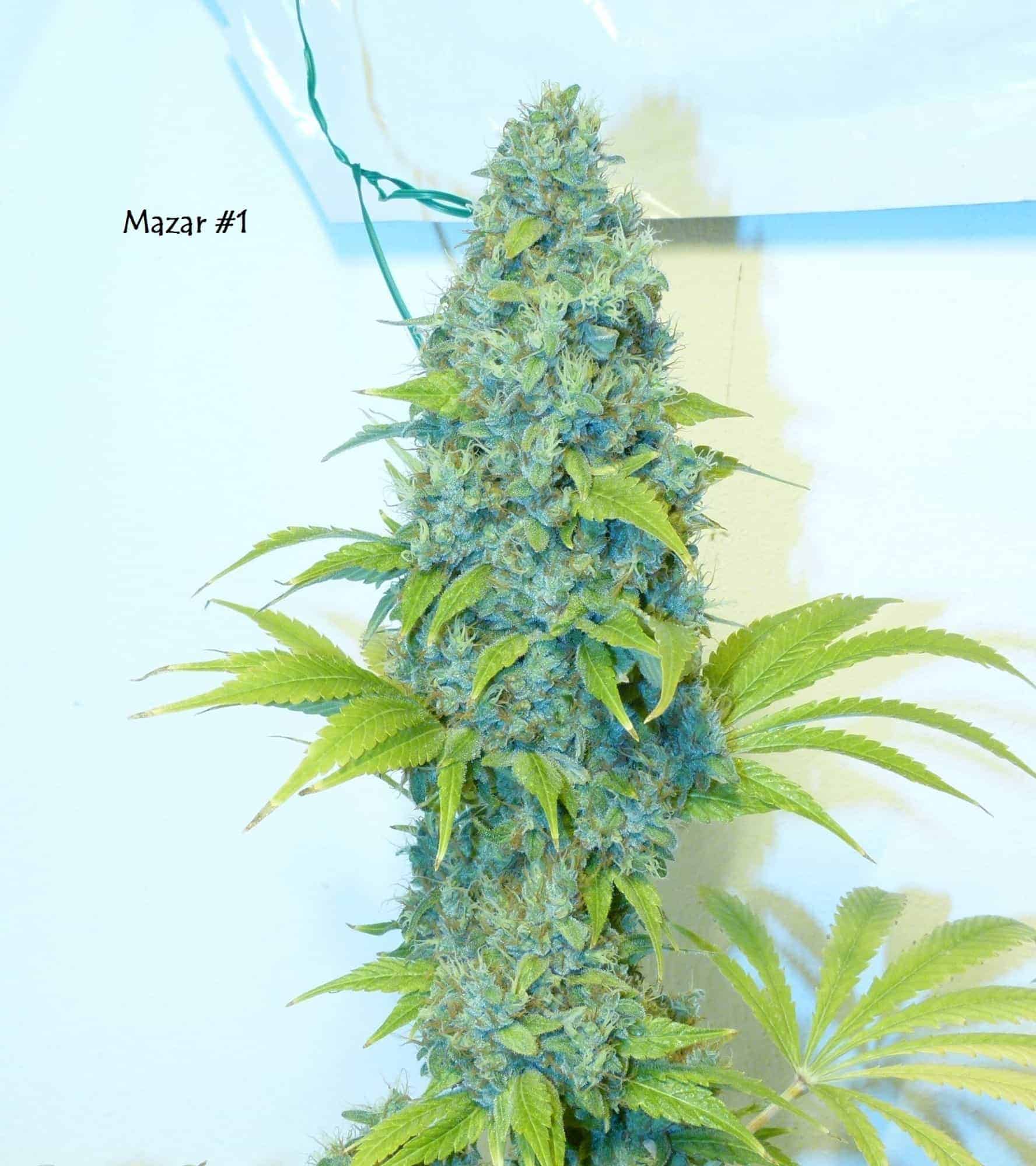 Mazar Фотопериодные семена конопли — фото 2