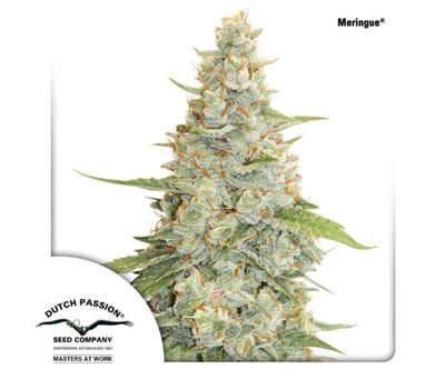 Meringue Фотопериодный гибрид семена конопли
