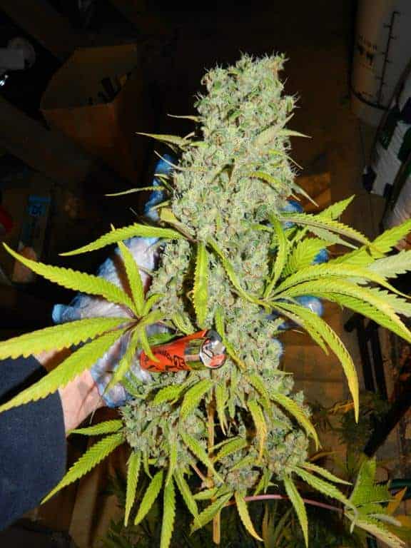 Orange Bud Фотопериодные семена конопли — фото 3