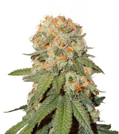 Orange Bud Фотопериодные семена конопли