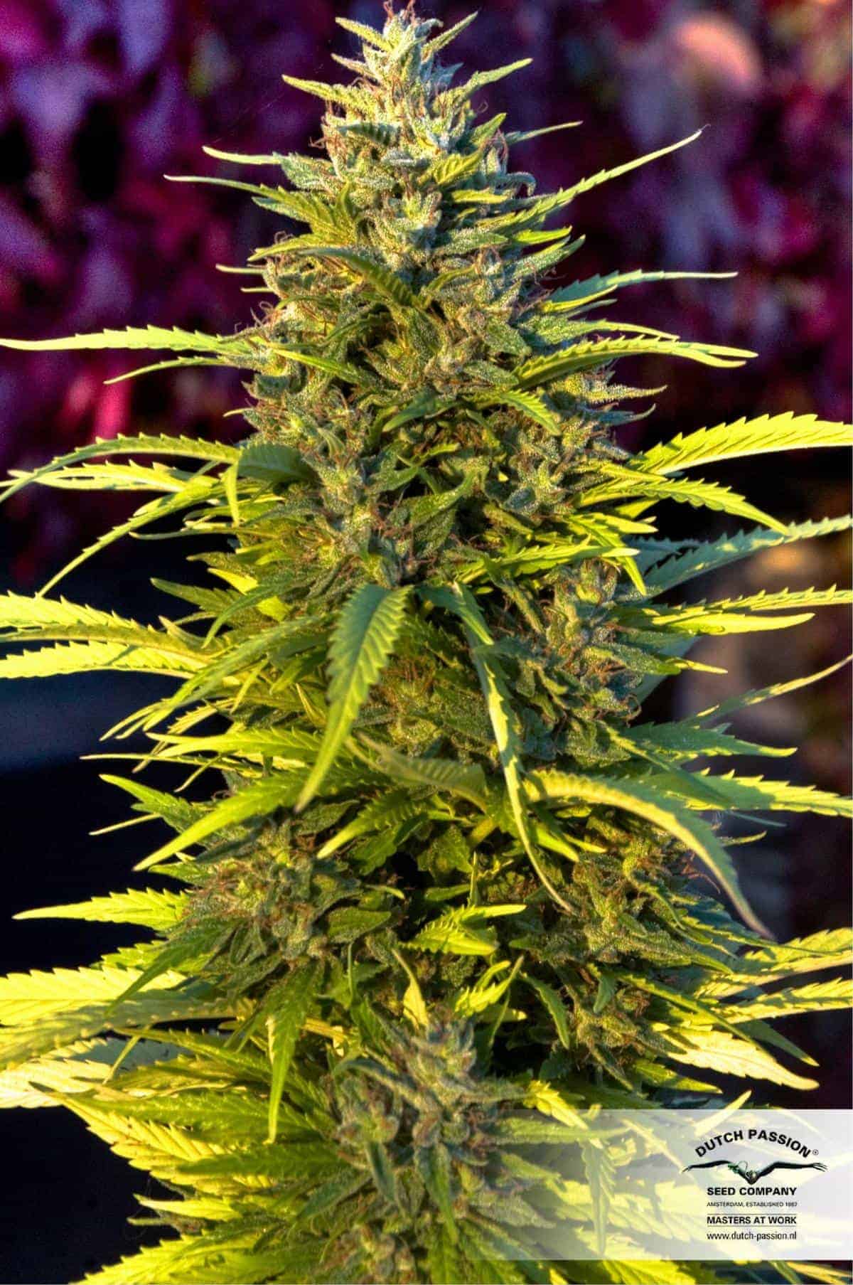 Orange Budular Фотопериодные семена конопли — фото 2