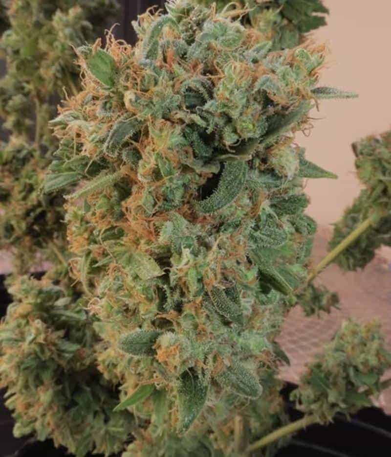 Orange Budular Фотопериодные семена конопли — фото 3