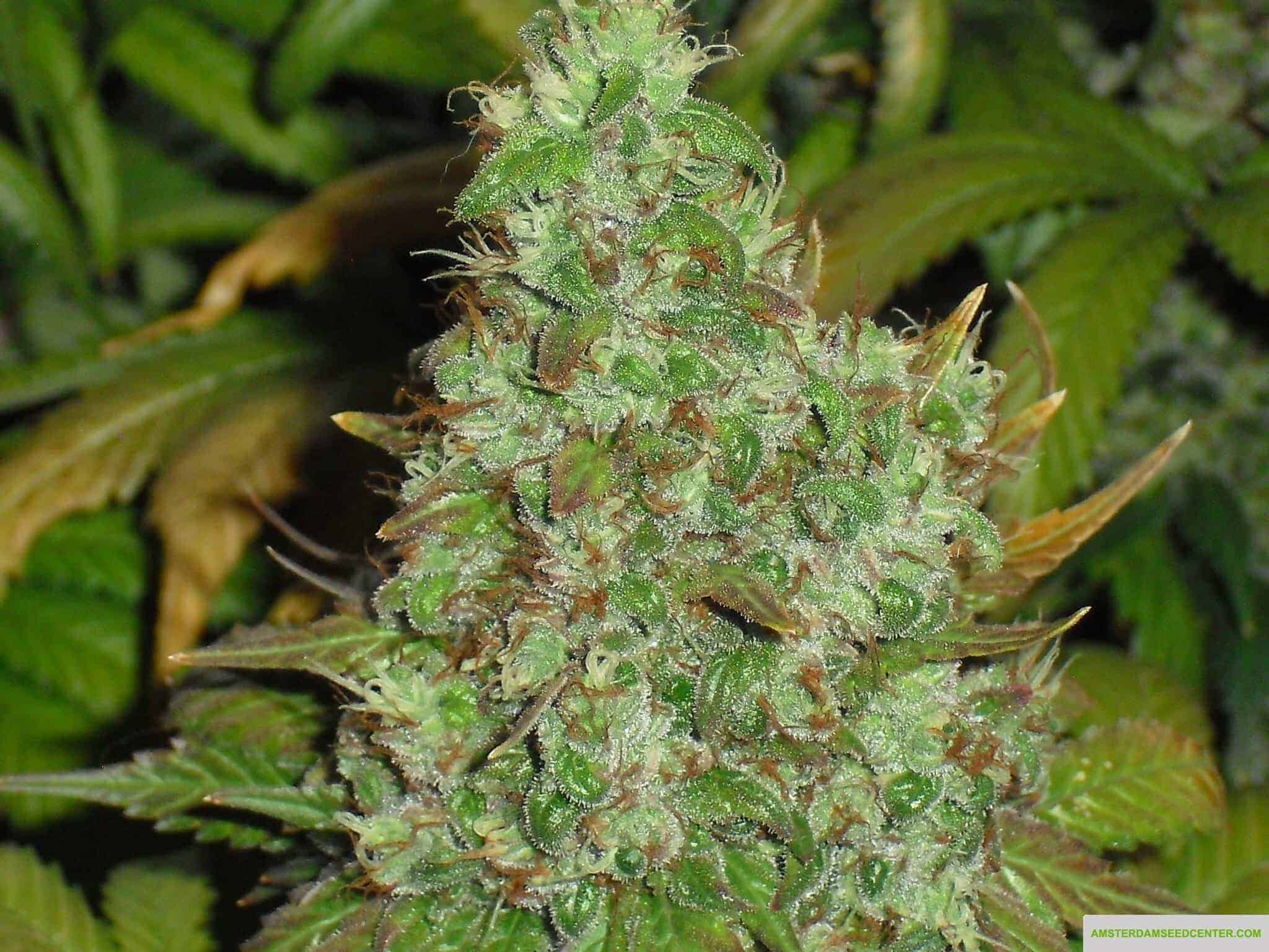 Orange Hill Special Фотопериодные феминизированные семена конопли — фото 3