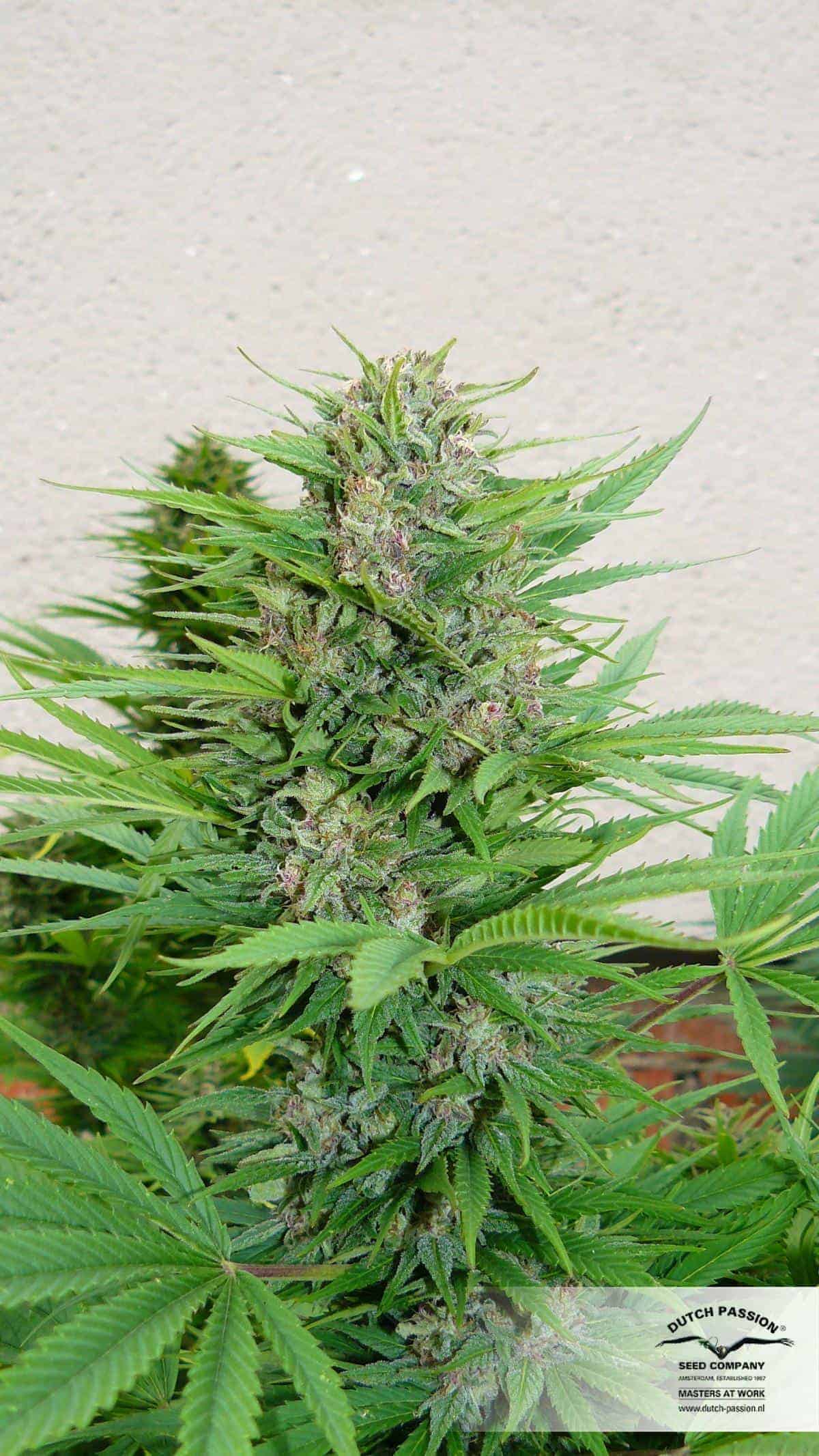 Pamir Gold Фотопериодные семена конопли — фото 2