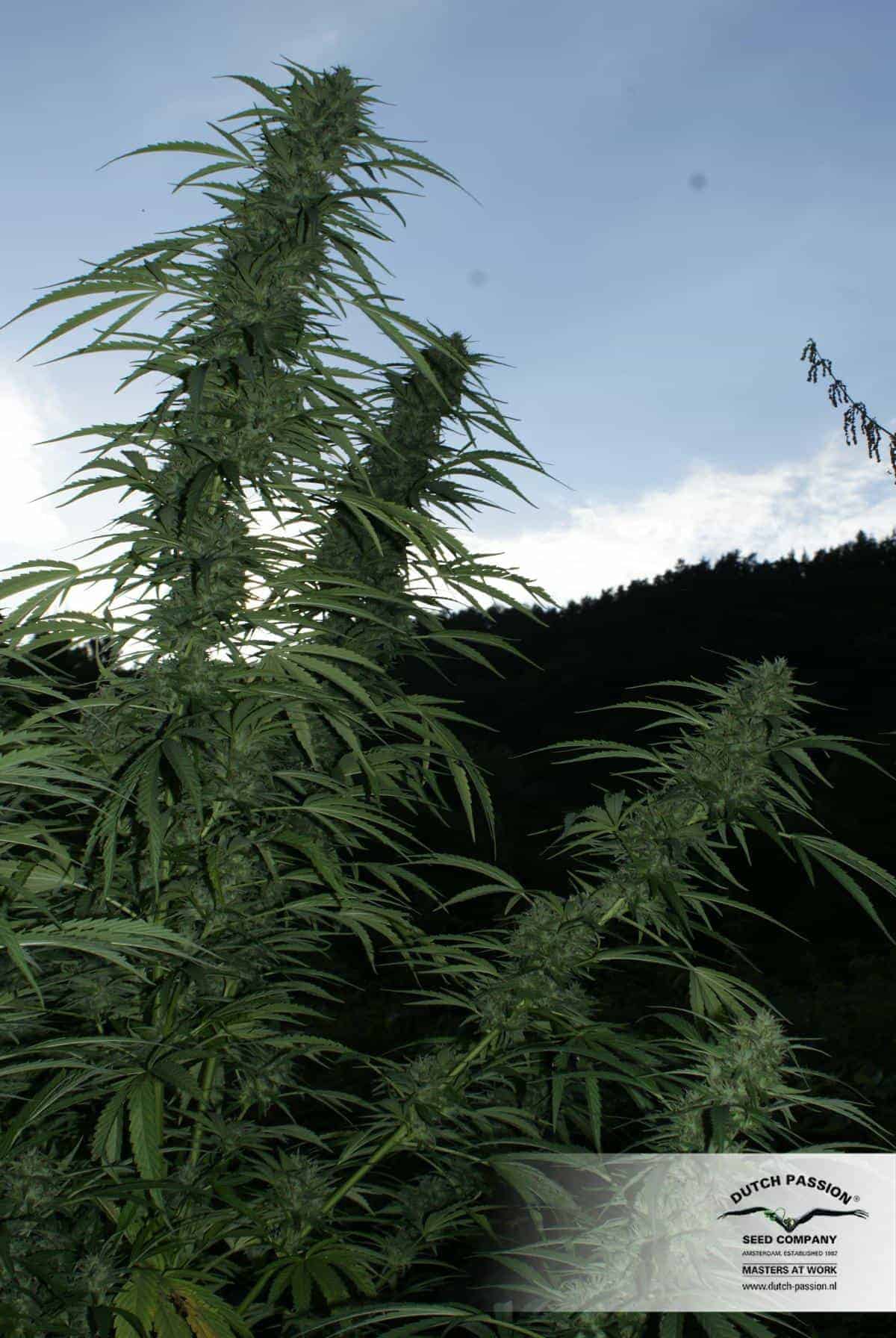 Pamir Gold Фотопериодные семена конопли — фото 3