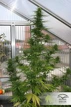 Dutch Passion Passion #1 Фотопериодные семена конопли — фото 4