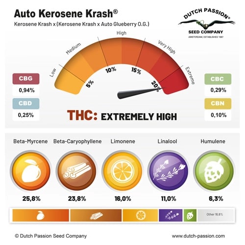 Auto Kerosene Krash Автофеминизированные семена конопли — фото 4
