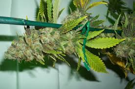 Barney's Farm Pineapple Chunk феминизированные семена конопли — фото 3