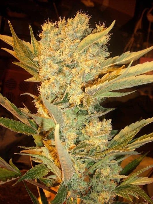 Dutch Passion Power Plant Фотопериодные семена конопли — фото 3