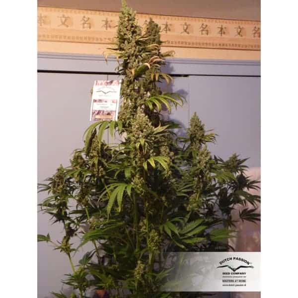 Dutch Passion Power Plant фотопериодные семена конопли — фото 3