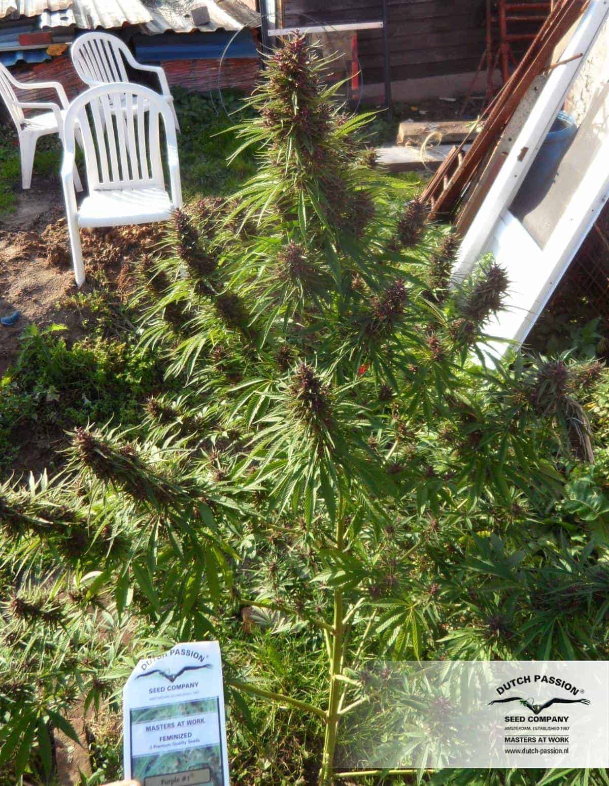 Purple #1ular Фотопериодные семена конопли — фото 3