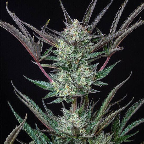 Purple Punch Automatic Автоцветущие семена конопли — фото 2