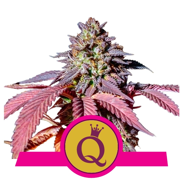 Purple Queen Фотопериодные семена конопли